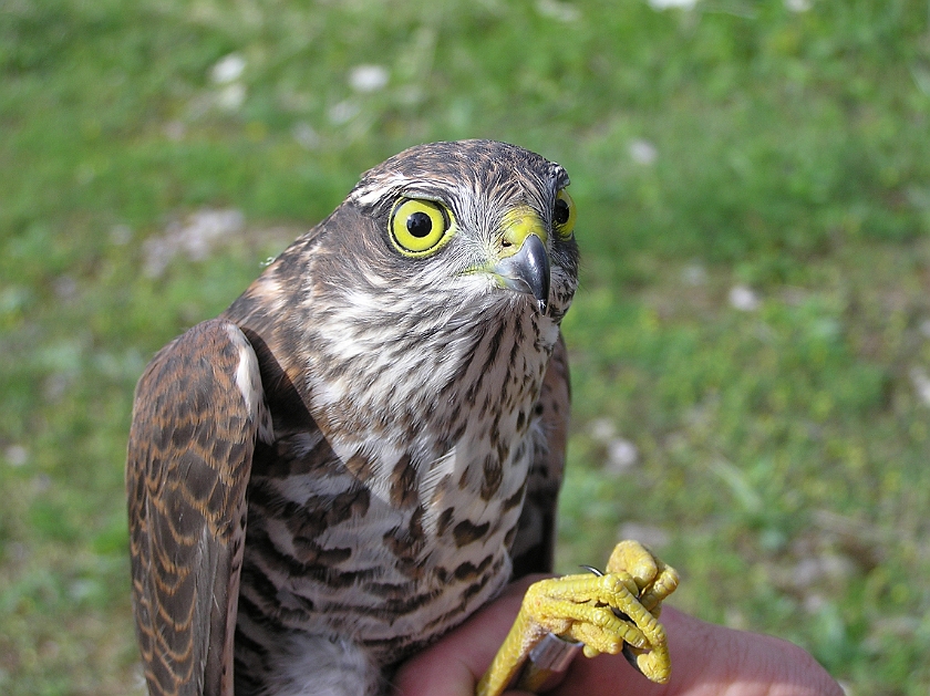 Eurasian Sparrowhawk, Sundre 20050725